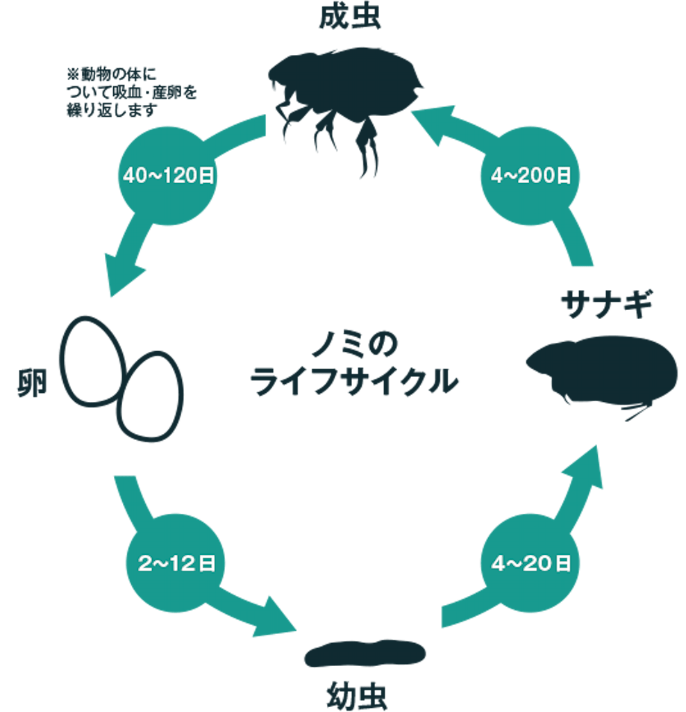 ノミのライフサイクル