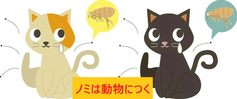 猫につくノミ